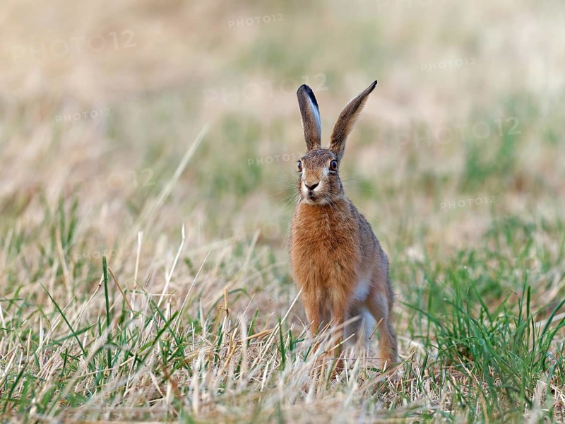 A brown hare (Lepus europaeus) looks intently across a meadow, Solms, Hesse, Germany