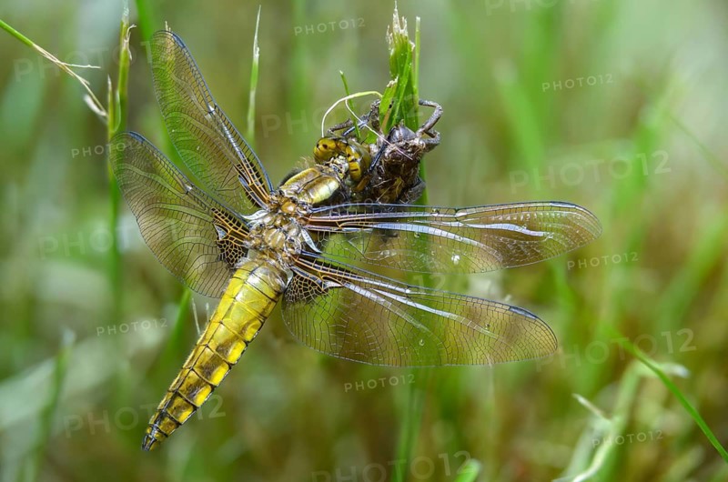 Broad-bodied chaser, libellula depressa, flatbelly, anisoptera, dragonflies, freshly hatched, insects, larva, larva, dragonflies, odonata, hatching, hatching