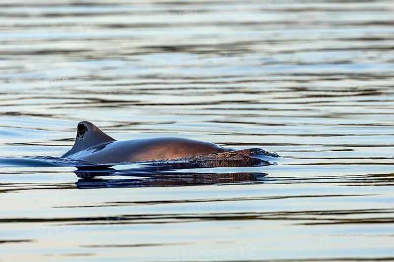 A harbour porpoise (Phocoena phocoena) in the evening sunlight, marine mammal, toothed whale, August, Funen, Denmark