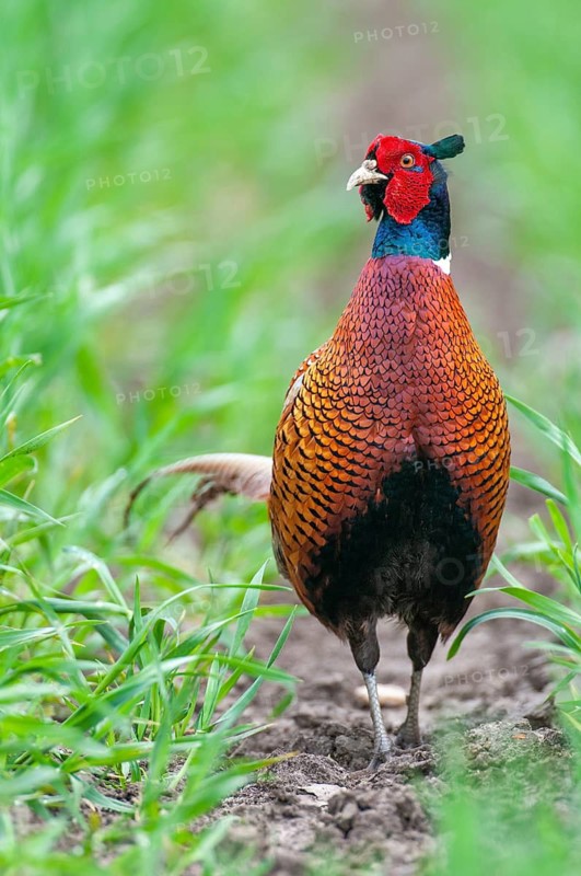 Common Pheasant, Vechta, Lower Saxony, Germany