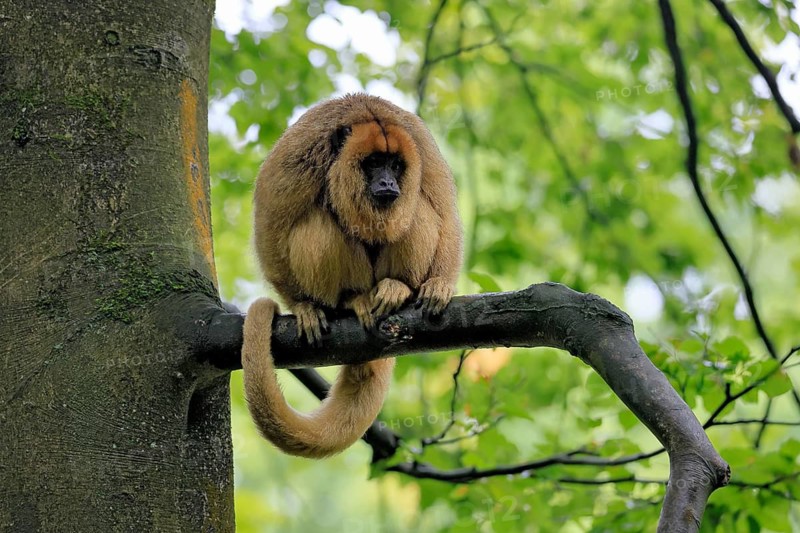 Black howler monkey (Alouatta caraya), adult, female, tree, sitting, alert, South America