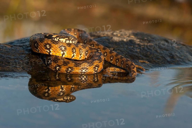 Natrix Maura, viperine snake, viper snake, critters, extremadura, reptilia, reptiles, snakes, snakes, Spain