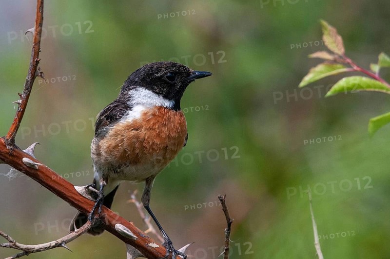 Brandenburg, Germany, Nabu, national natural heritage, natural paradise Grünhaus, saxicola torquata, blackthroats, stonechat, post-mining landscape, birds, green house, male, passeri, songbirds, birds