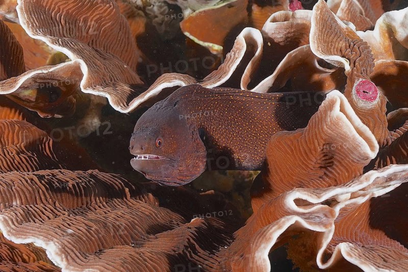 Abbott's moray eel (Gymnothorax eurostus) amongst corals, dive site in Sodwana Bay National Park, Maputaland Marine Reserve, KwaZulu-Natal, South Africa