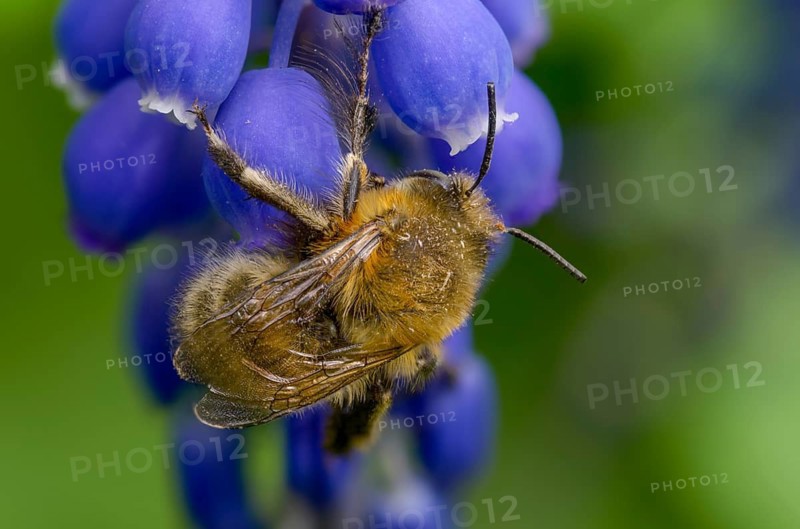 Anthophora acervorum, anthophora plumipes, apidae, bees, spring fur bee, common fur bee, hairy-footed flower bee, hymenoptera, insects, males, males
