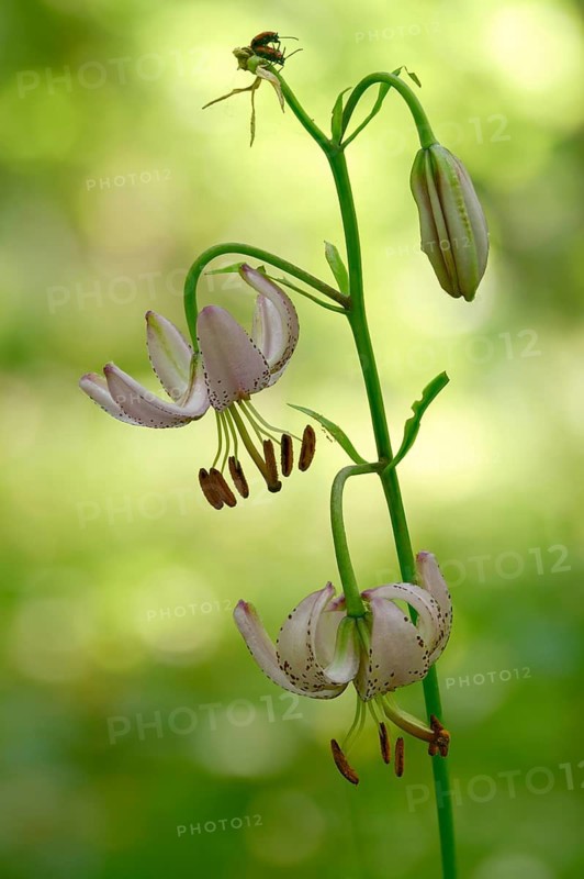 Liliaceae, Lily Family, Lilium Martagon, Turk's Cap Lily, Turkish League Lily, Flora, High Size, Portrait Format, Martagon Lily, Plants, Plants