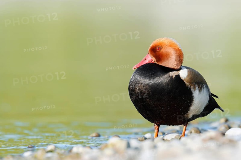 Red-crested Pochard (Netta rufina), a drake standing on the shore, Lake Constance, Baden-Württemberg, Germany
