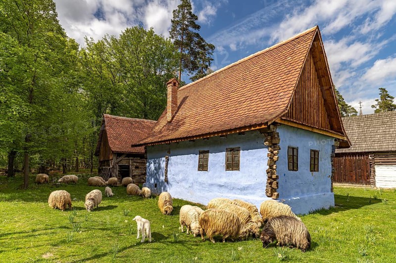 Flock of sheep and historic traditional buildings in the ASTRA Museum of Traditional Folk Culture in Sibiu or Sibiu, Transylvania, Romania