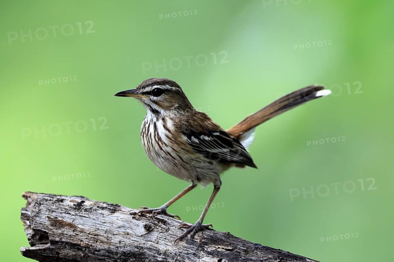 White-browed Warbler (Cercotrichas leucophrys), White-browed Bush Redstart, adult, alert, tree trunk, Warte, Kruger National Park, Limpopo Province, South Africa