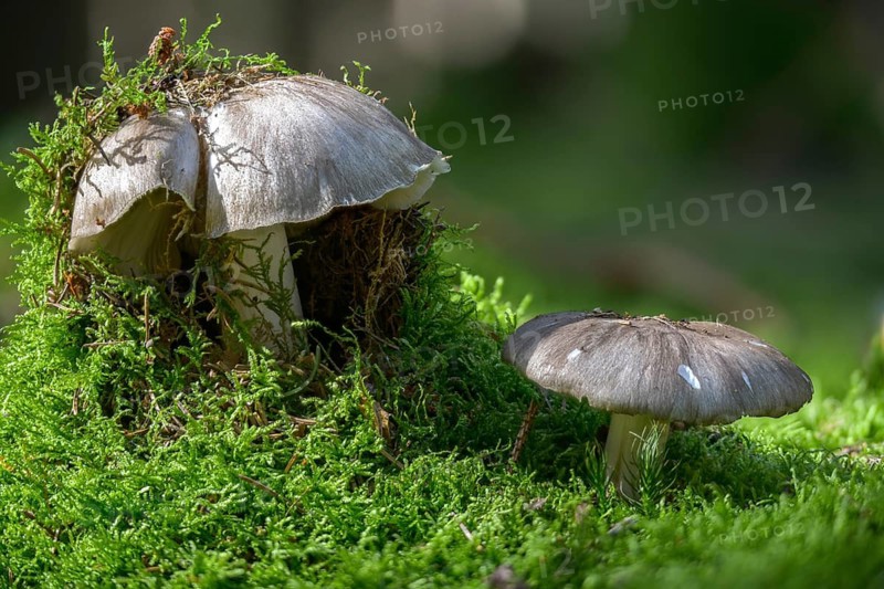 Broadleaf, broad-leaf turnip, broad-leaved turnip, broad-leafed carrot, megacollybia platyphylla, white-laced shank, fungi, fungus, mushrooms