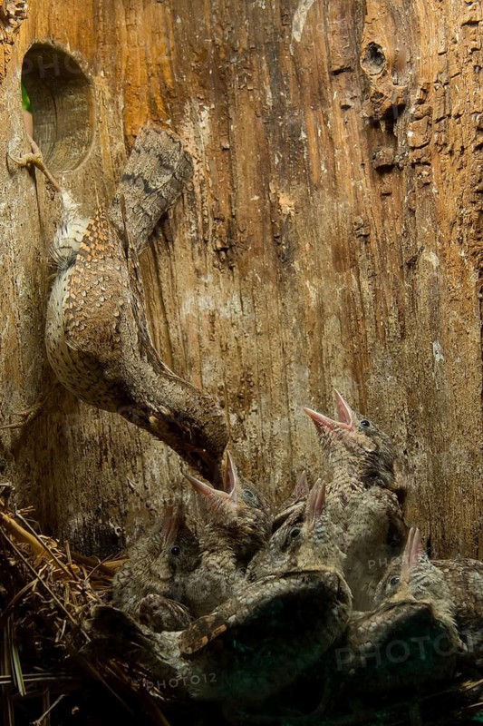Eurasian Wryneck (Jynx torquilla) feeding chicks in nesting box, Saxony, Germany