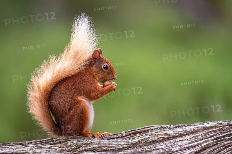 Squirrel (Sciurus vulgaris) with a nut, Aviemore, Scotland, Great Britain