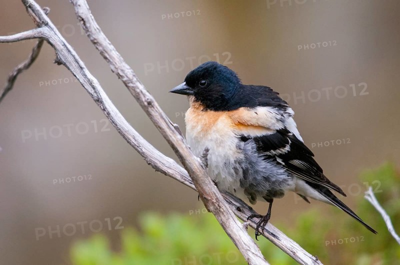 Mountain finch, brambling, Finland, fringilla montifringilla, birds, male, passeri, songbirds, birds