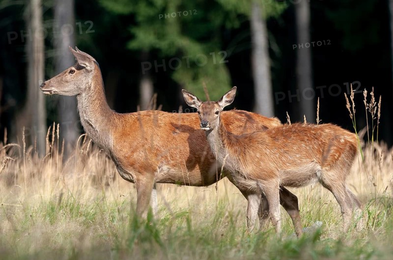 Artiodactyla, Cervus Elaphus, even-toed ungulate, cloven-hoofed, red deer, red deer, adult animal, deer, calf, mammals, mammals