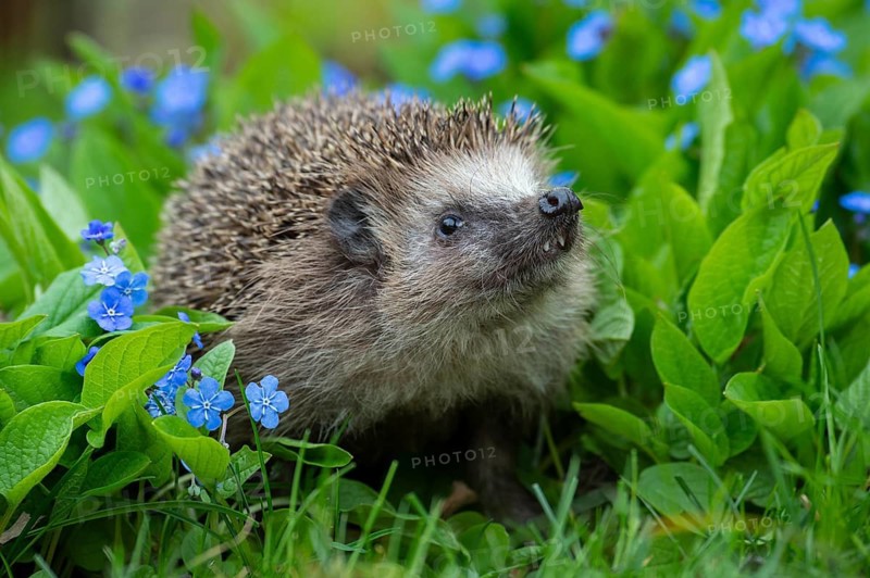 Cute hedgehog, brown-breasted hedgehog (Erinaceus europaeus) in the garden, Vechta, Lower Saxony, Germany