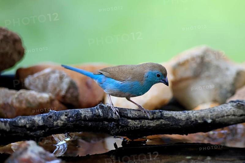 Blue Asterin (Uraeginthus angolensis), Angolan Asterin, Blue-eared Asterin, adult, perched, on a twig, alert, by the water, Kruger National Park, South Africa