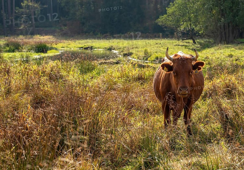 Artiodactyla, Bavaria, Bos Taurus sspec.5, cattle, even-toed ungulate, Höhenvieh, Upper Palatinate, cloven-hoofed, Rotes Höhenvieh, Tirschenreuth, Waldnaab, Waldnaabaue, wild willows Waldnaabaue, domesticated animals, extensive grazing, pet, mammals, cattle, mammals