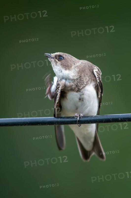 Bank Swallow, Riparia Riparia, Sand Martin, Swallow, Black Swallow, Birds, High Size, Portrait Format, Passeri, Songbirds, Birds