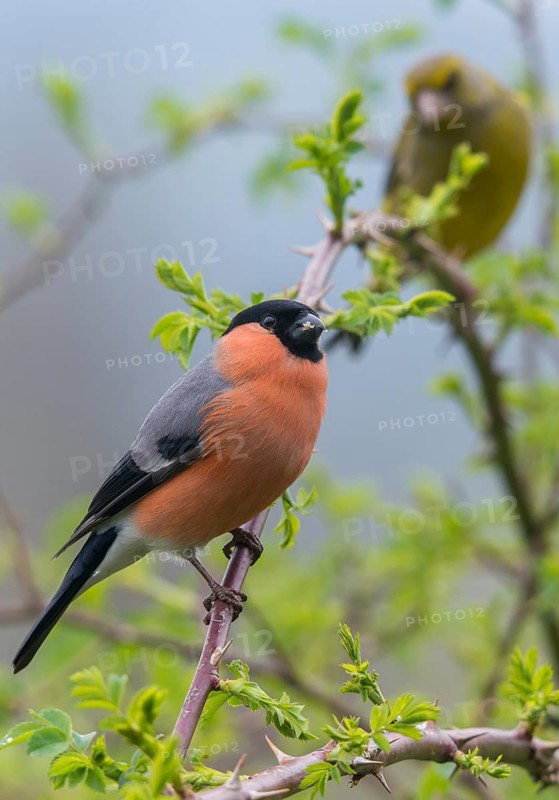 Bullfinch, Bullfinch, Pyrrhula Pyrrhula, Birds, Bullfinch, High Size, Portrait, Male, Passeri, Songbirds, Birds