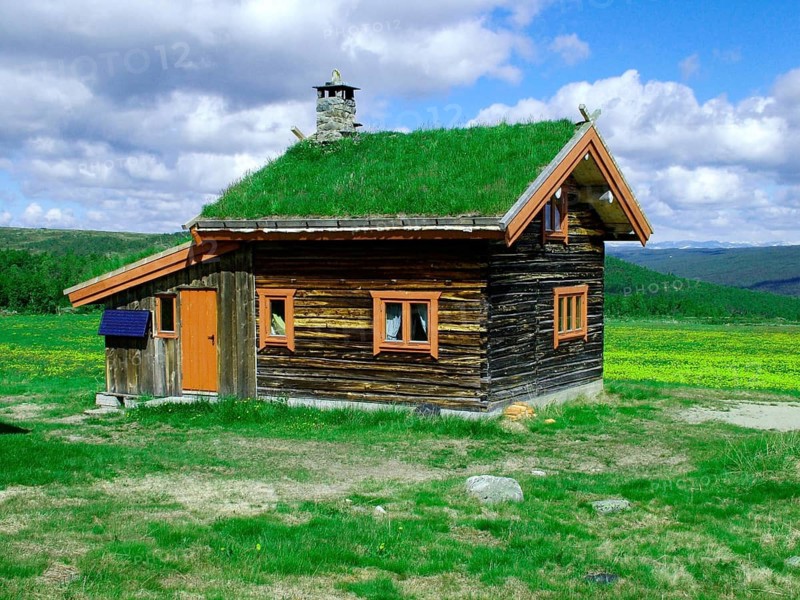 Geography, travel, grass roof, house, Uvdal, dandelion meadow, flowers, Norway. Geography, Travel, Wood, Roof with Gras, Old House, Uvdal, Meadow with Flowers, Norway, Uvdal, Norway