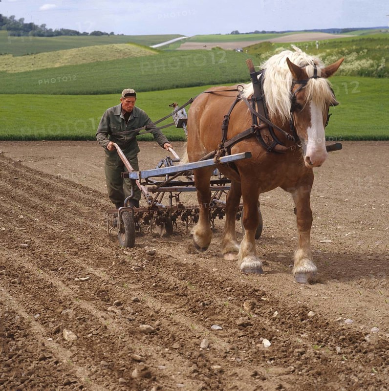 Farming. A farmer weeding a field of sugar beets using a horse-drawn beet hoe. In the background, rolling green landscape. Historical image from 1975. Scanned &x& slide