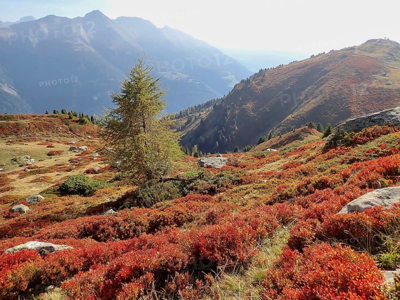 Single tree surrounded by autumn bushes, panoramic view of mountains, Fiescheralp, UNESCO World Heritage Site Swiss Alps Jungfrau-Aletsch, Canton of Valais, Switzerland