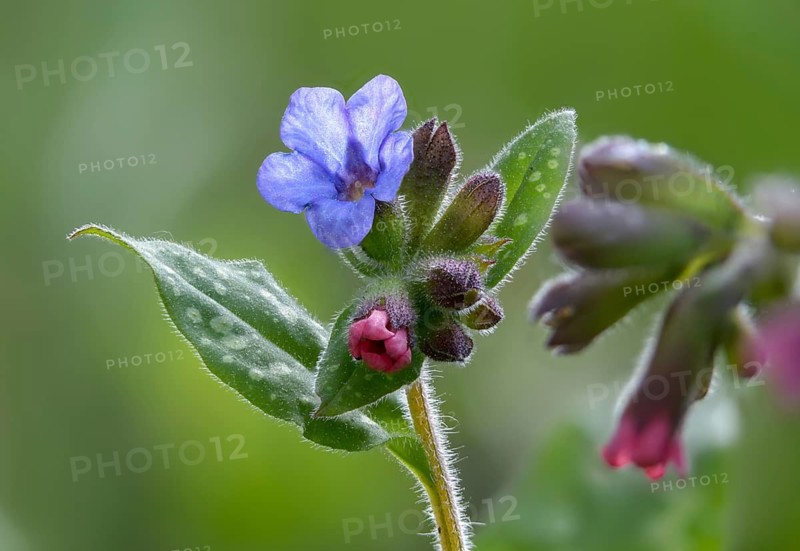 Boraginaceae, Common Lungwort, Lungwort, Mary's Tears, Our Lady's Milk Drops, Pulmonaria Officinalis, Roughleaf, Common Lungwort, Flora, Lungwort, Plants