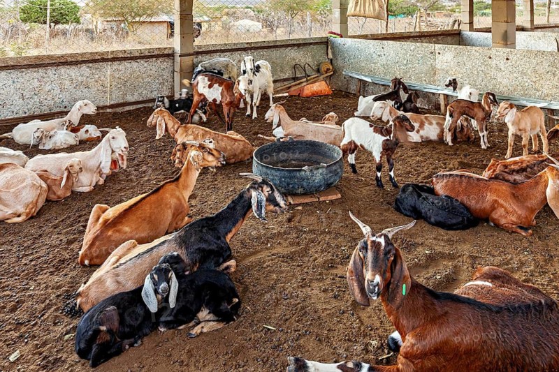 Several goats rest in an open stable on sandy soil, goats in a stable in Caatinga in Campo Formoso in Bahia Brazil