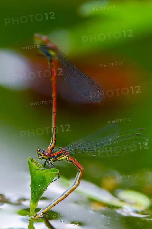 Early Adonis dragonfly, large red damselfly, Pyrrhosoma nymphula, damselflies, dragonflies, high size, portrait format, insects, copula, dragonflies, odonata, mating, zygoptera