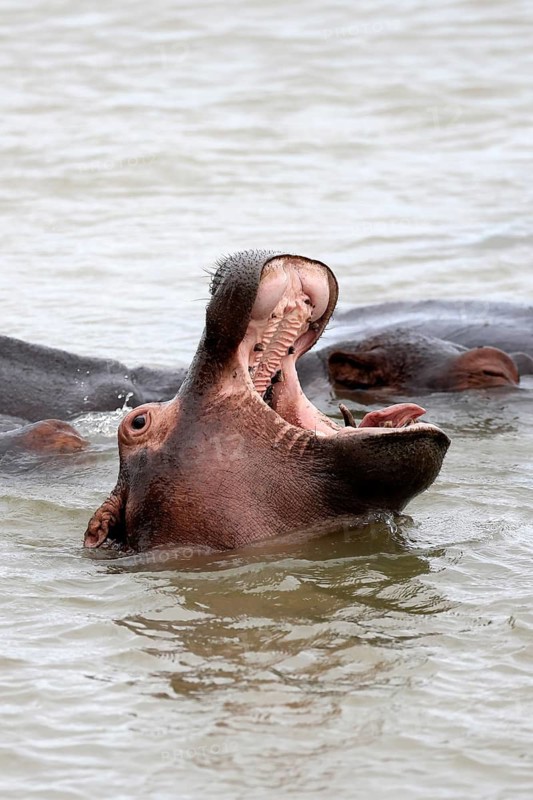 Hippopotamus (Hippopotamus amphibius), adult, in the water, yawning, menacing, portrait, iSimangaliso Wetland Park, KwaZulu-Natal, South Africa