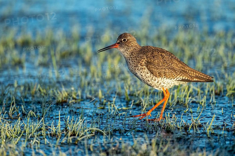 Common Redshank (Tringa totanus), Hüde, Lower Saxony, Germany