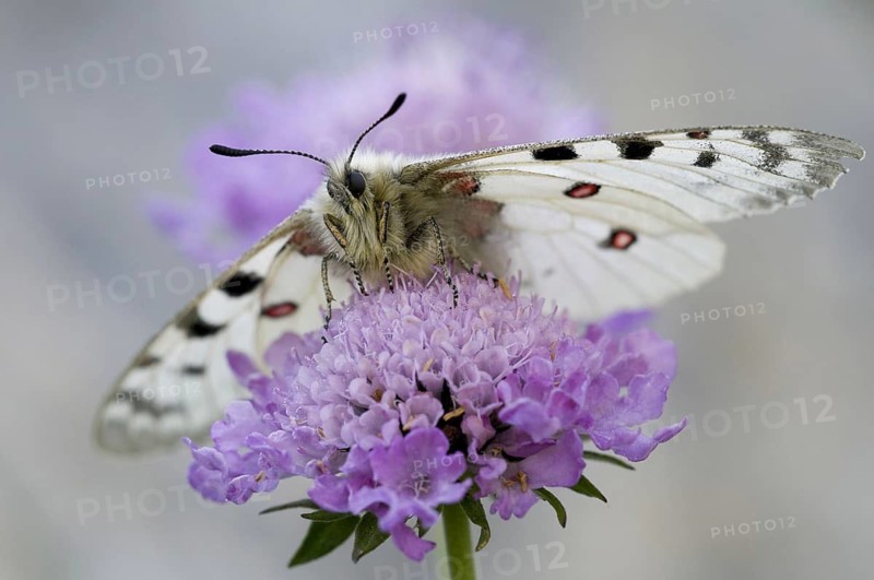 Animals, insects, butterflies, Apollo, Alpine Apollo, (Parnassius sacerdos (phoebus), Emperor Franz Joseph Heights, Nation, Carinthia, Austria