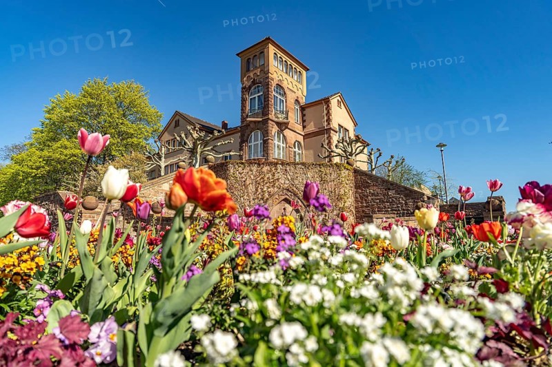 Spring flowers in front of Werger's castle in Worms, Rhineland-Palatinate, Germany