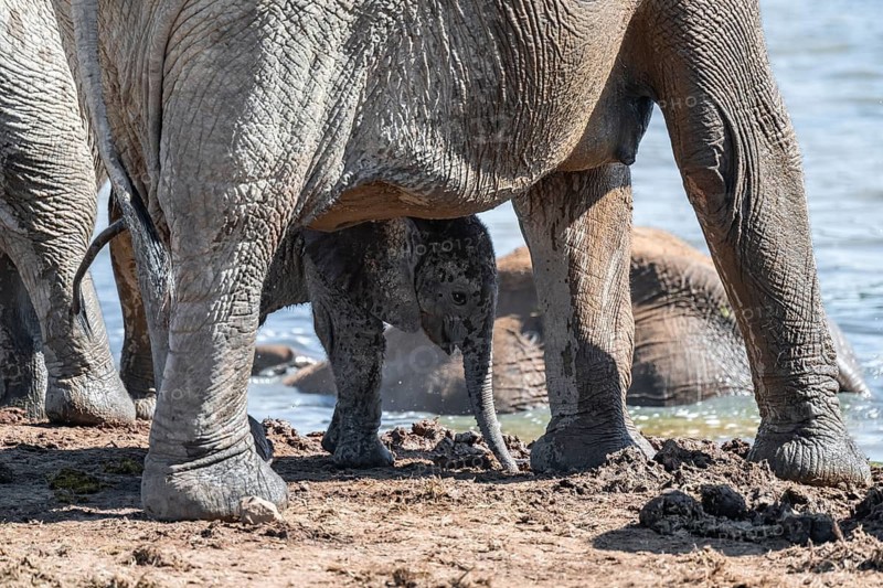 Cute little elephant, young animal under mother, African elephants (Loxodonta africana), Addo Elephant National Park, Eastern Cape, South Africa