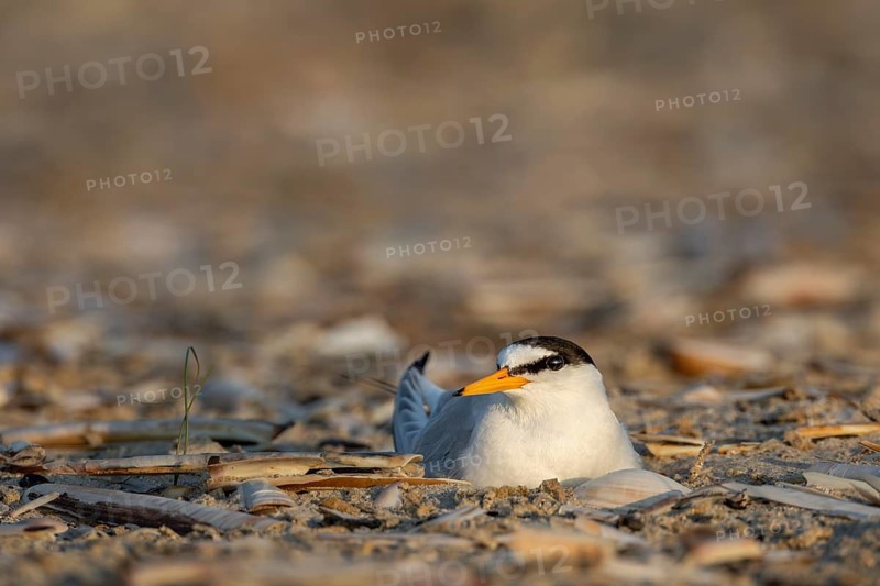 The little tern (Sternula albifrons) is the smallest species in the tern family and a rare breeding bird in Germany, rare, threatened, breeding season, clutch, June, North Sea coast, June, Denmark