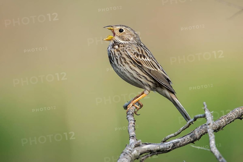 Brandenburg, Corn Bunting, Germany, Emberiza Calandra, Corn Bunting, Miliaria Calandra, Nabu, Nabu Project, National Natural Heritage, Grünhaus Nature Paradise, Post-Mining Landscape, Birds, Call, Song, Grünhaus, Passeri, Call, Singing, Songbirds, Birds