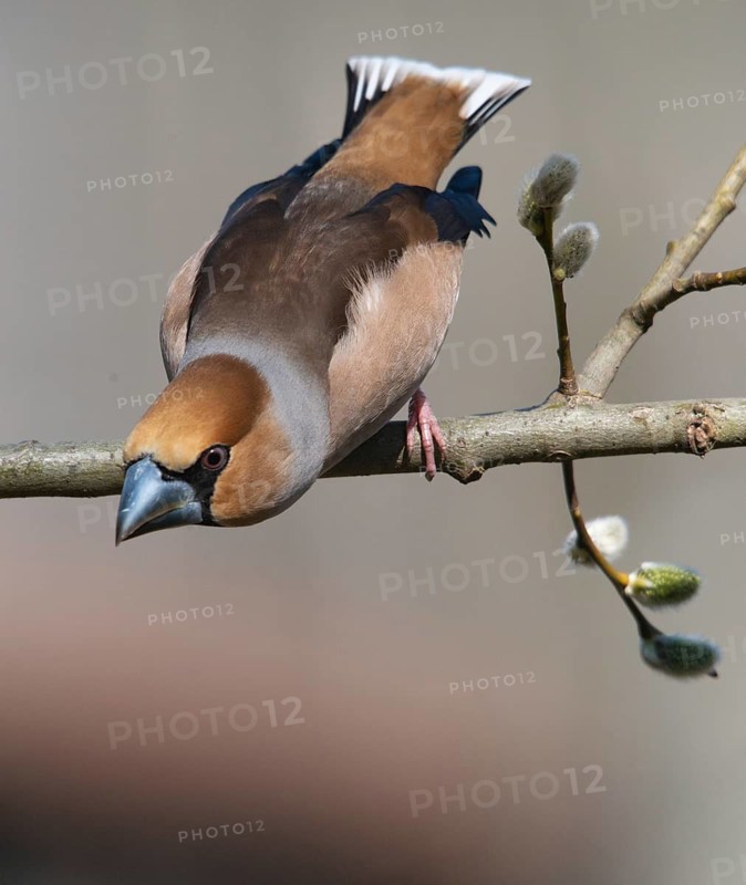 Coccothraustes Coccothraustes, Hawfinch, Heartbiter, Birds, High Size, Portrait, Passeri, Songbirds, Birds