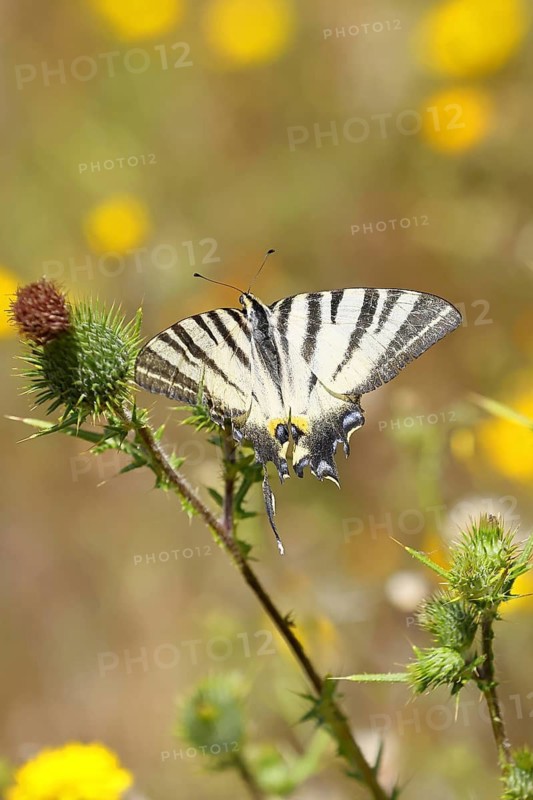 Podalirius butterfly (Iphiclides podalirius), on a flower of a field thistle (Cirsium arvense), in a vineyard, close-up, Moselle Valley, Cochem, Rhineland-Palatinate, Germany