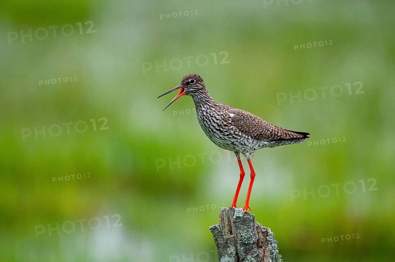 Redshank, redshank, Sweden, Tringa Totanus, birds, charadriiformes, limikolen, snipe birds, scolopacidae, Sweden, birds, waders, Öland