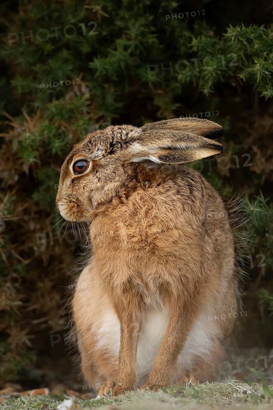 European brown hare (Lepus europaeus) adult animal in grassland, England, United Kingdom