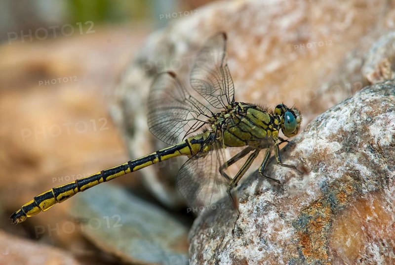 Gomphus Pulchellus, Western Clubtail, Western Wedge Maiden, Anisoptera, Damselflies, Dragonflies, Extremadura, Insects, Dragonflies, Odonata, Spain