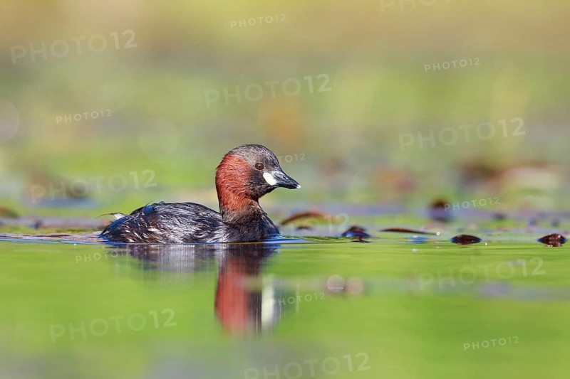 Little Grebe (Tachybaptus ruficollis), North Rhine-Westphalia, Germany