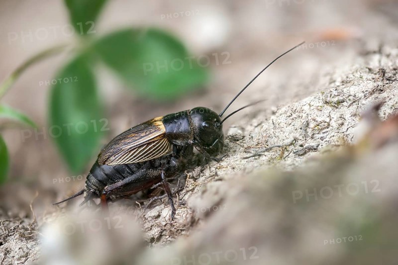 Field cricket, Gryllus campestris, ensifera, field cricket, crickets, insects, insects, long-feeler scare