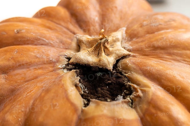 A close-up of a decaying pumpkin with a hollowed-out top. The surface is brown and wrinkled, showing signs of mold growth inside