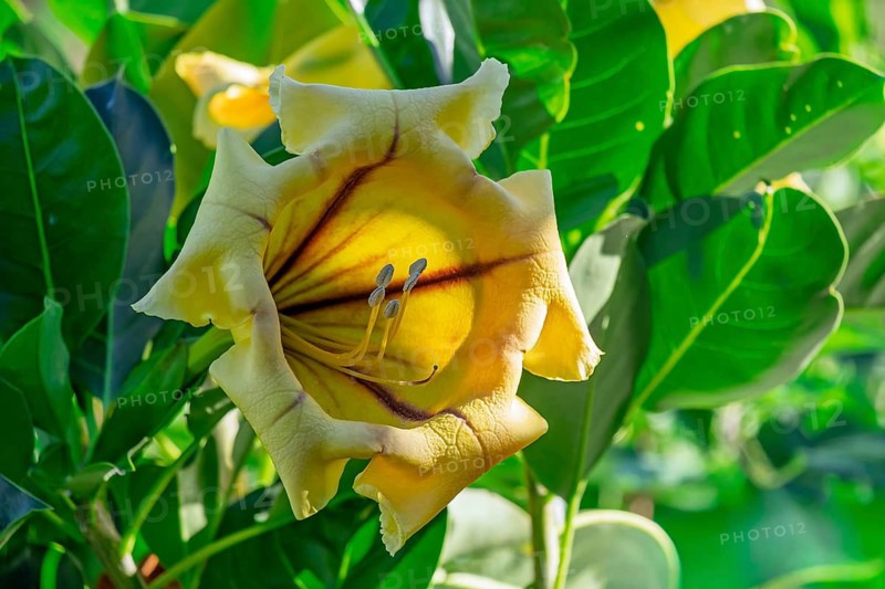 Solandra maxima, also golden goblet wine, Tenerife, Canary Islands, Spain