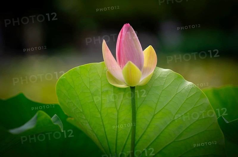 Pink lotus flower (Nelumbo nucifera), Stuttgart, Baden-Württemberg, Germany