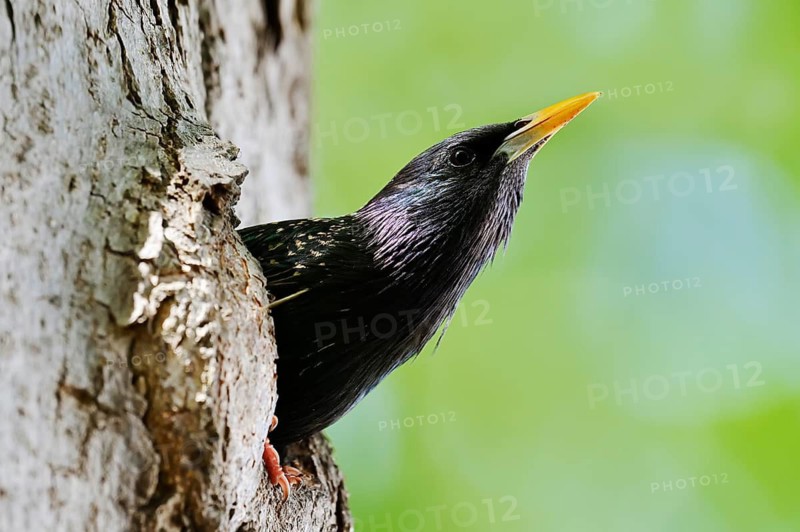 Starling (Sturnus vulgaris), an adult bird peering out of its nesting cavity, North Rhine-Westphalia, Germany