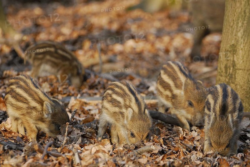 Wild boar, newbies looking for food