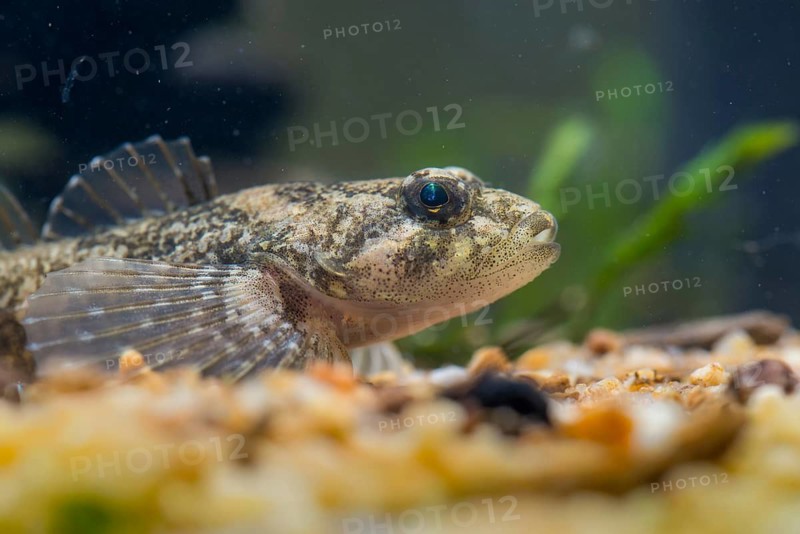 Bullhead, Cottus Gobio, European Bullhead, Millers Thumb, Mühlkoppe, Westgroppe, Common Bullhead, Fish, Fishes, Rivers, Freshwater Sculpin, Pisces