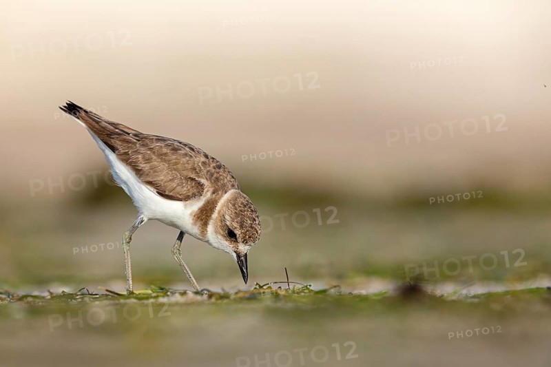 Animals, birds, plover, Kentish plover, (Charadrius alexandrinus), biotope, habitat, foraging, Barr Al Hikman, Shannah, Ash Sharqiyah South, Oman